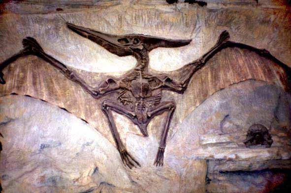 Photo:  Pterodactyl fossil